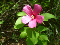 swamp rose-mallow