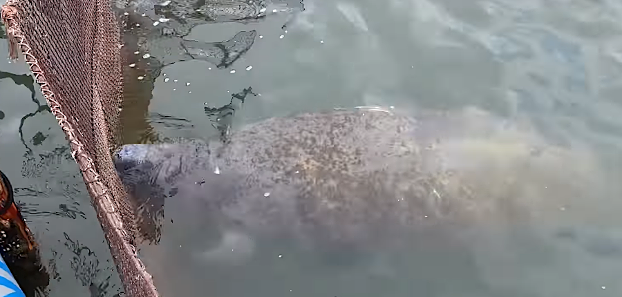 a stranded manatee was rescued from a pound net near Windmill Point (red X) on August 27, 2023