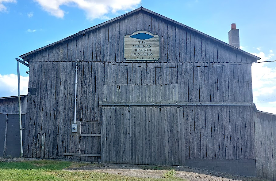 the 90-acre Glenn C. Price Research Farm of The American Chestnut Foundation (TACF) is in Meadowview, near Abingdon