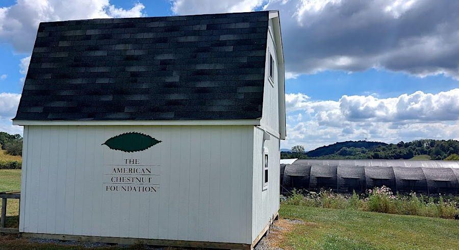 the 90-acre Glenn C. Price Research Farm of The American Chestnut Foundation (TACF) is in Meadowview, near Abingdon