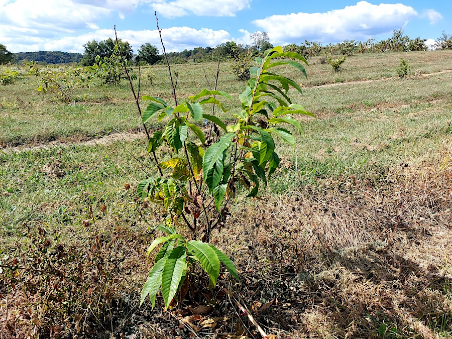The American Chestnut Foundation (TACF) breeds chestnuts to be resistant, but the blight still kills them