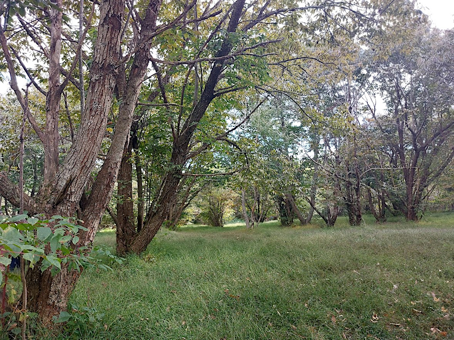 a grove of F1 crosses, with 50% American and 50% Chinese chestnut genes, at Meadowview Farms