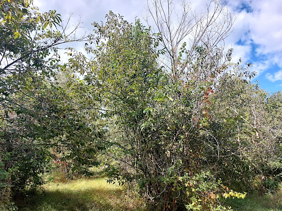 B1 and B2 backcrosses have a higher percentage of American chestnut genes, and are more susceptible to blight