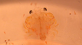 megalopae, the last larval stage prior to molting into a juvenile crab