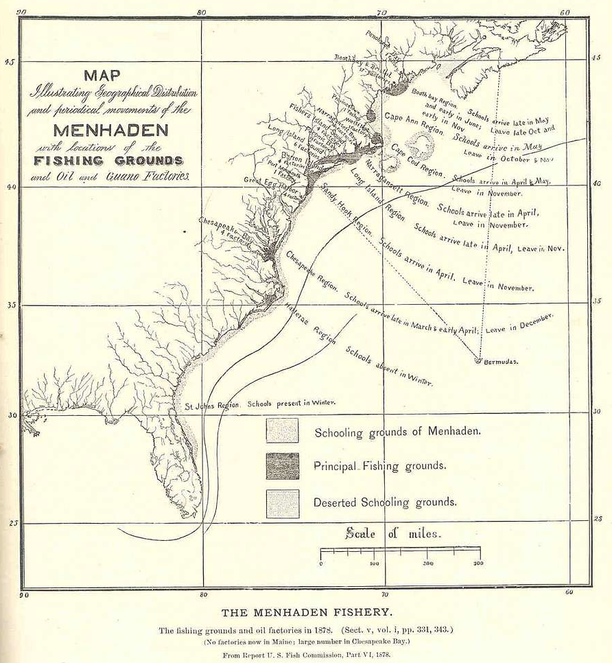 menhaden factories processing the fish once extended into New England