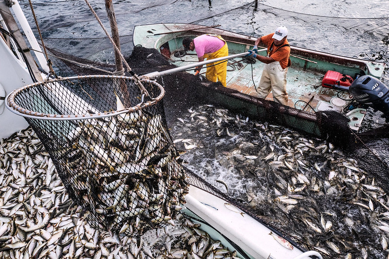 Menhaden in Virginia