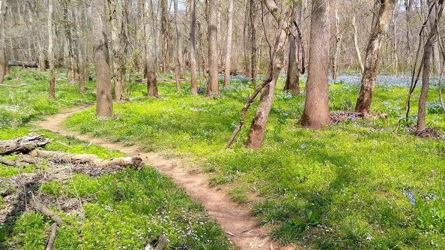 trails at Merrimac Farm Wildlife Management Area allow visitors to explore the brief flowering of the bluebells