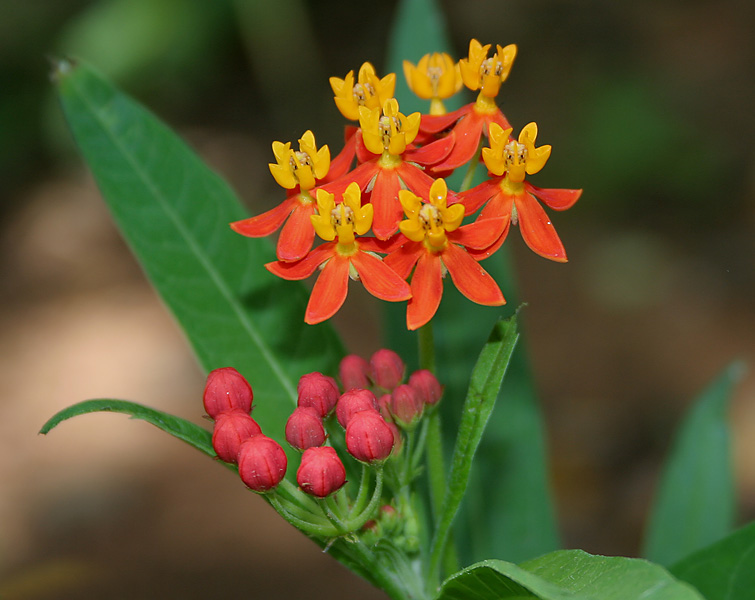 tropical milkweed, Asclepias curassavica, survives over the winter and allows quick reinfection of migrating monarchs with a parasite