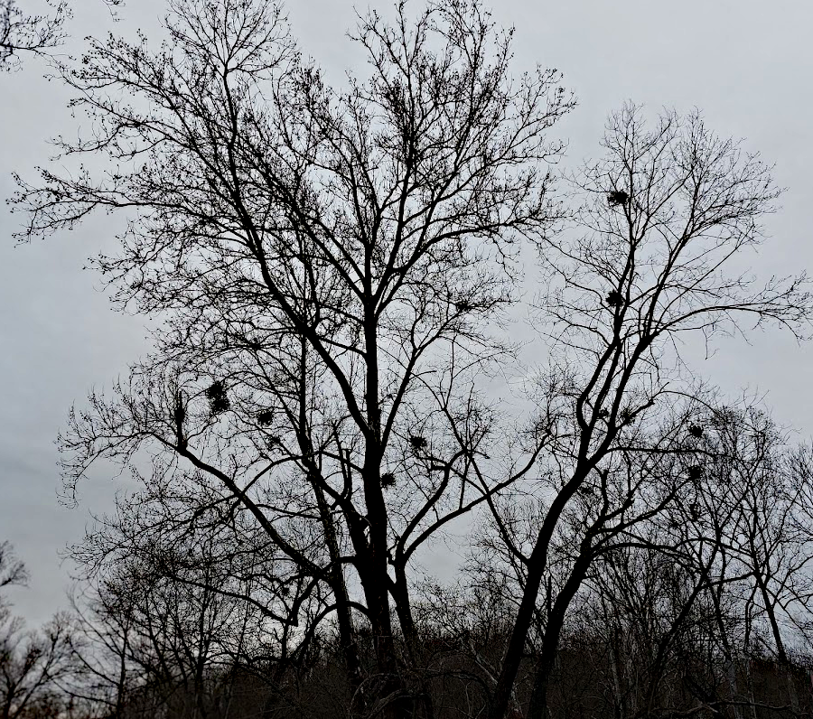 clumps of mistletoe are easily spotted in winter