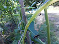 empty chrysalis after adult emerged