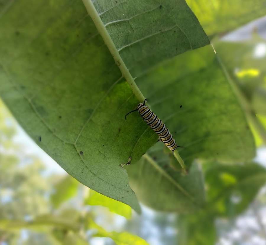 monarch caterpillar feeding on milkweed