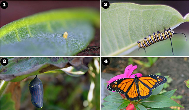 Monarch butterflies transition from eggs to caterpillar, then metamorphose in a chrysalis into a butterfly
