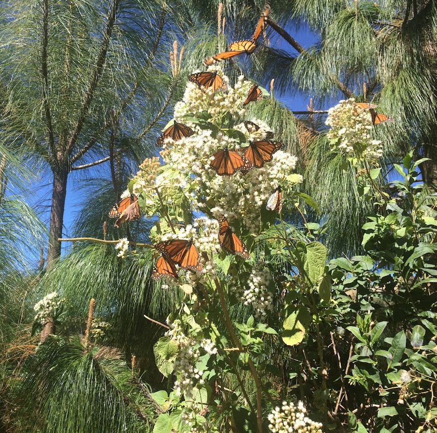 adult monarchs that overwinter in Mexico feed on nectar and pollen