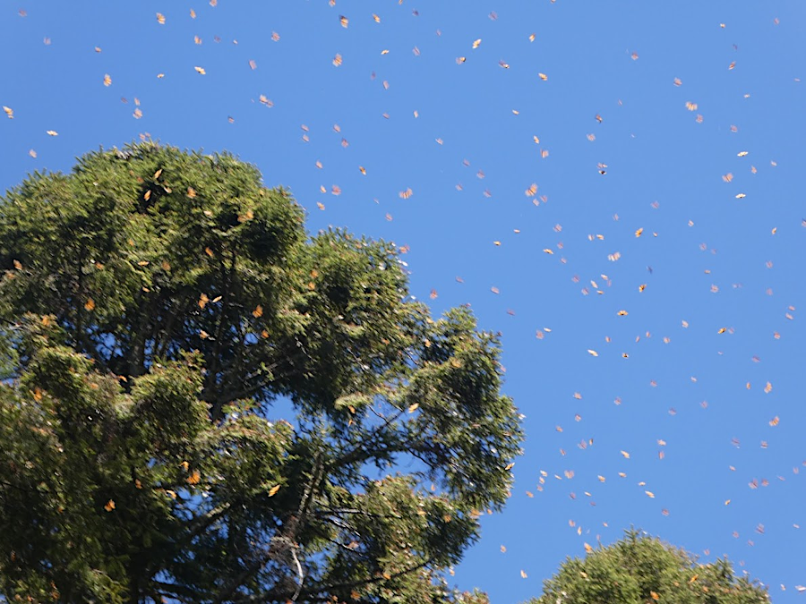 most monarchs overwinter in just a few patches of Mexican forest