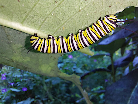 monarch caterpillars graze from the underside of leaves, providing some protection from hungry birds unfamiliar with their bad taste 