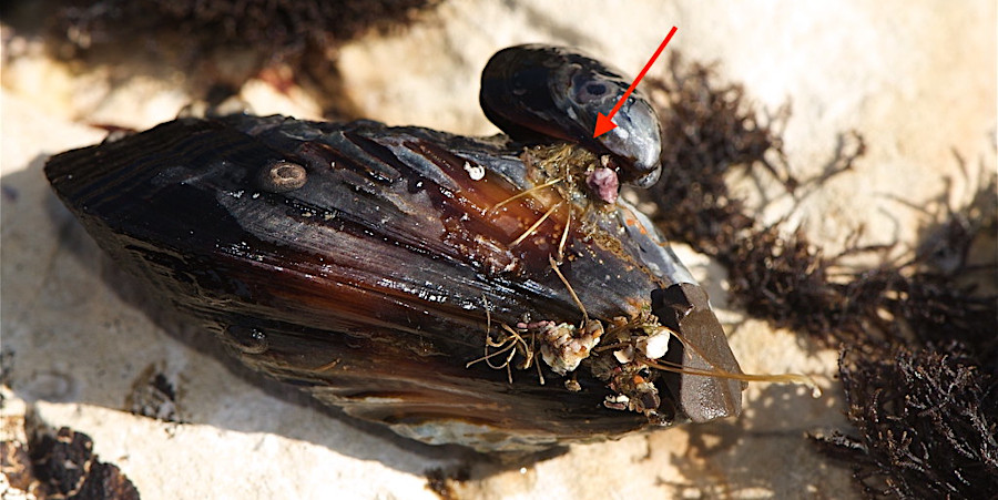 mussels produce threads of protein which do not dissolve underwater, creating a byssus that glues the shell to a hard substrate