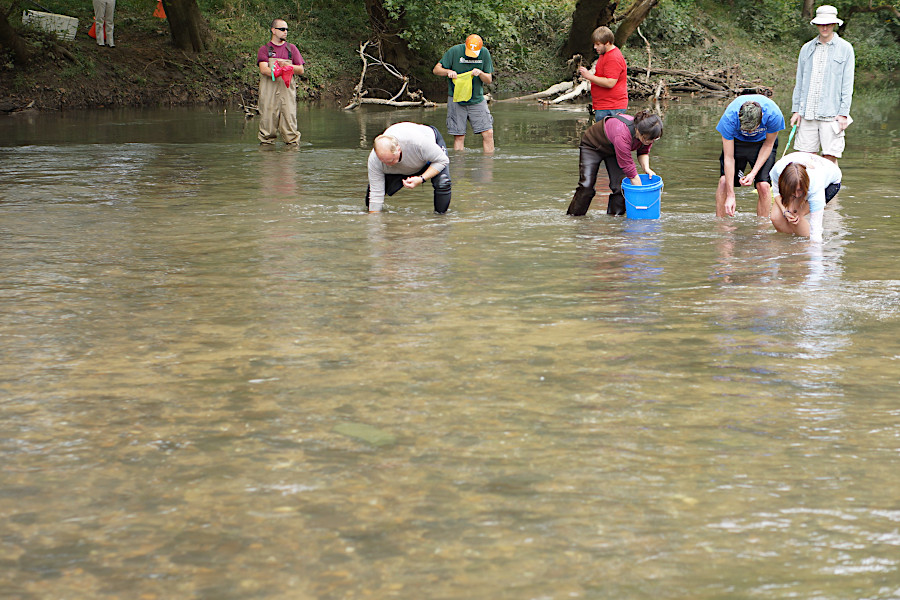 biologists labeled endangered mussels before planting them in the Powell River, so their survival and growth could be tracked later