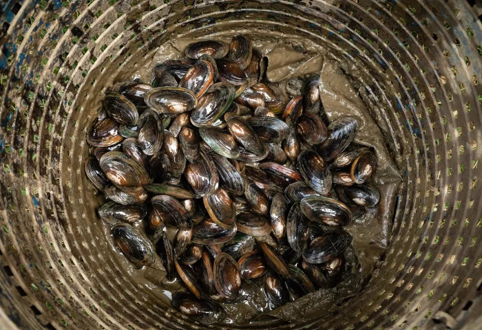 to plan for stream restoration, a small number of hatchery reared mussels are placed in baskets to monitor growth and survivorship rates