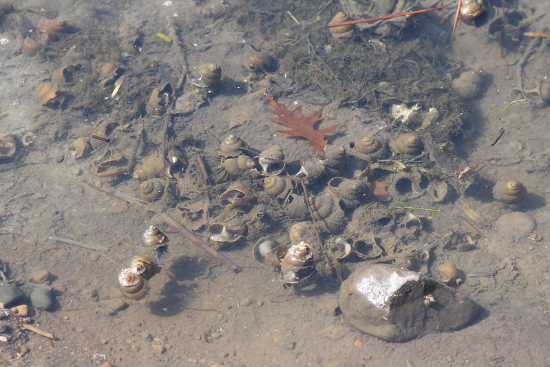 Chinese mystery snails thrive in North American habitats that are similar to Asian habitats