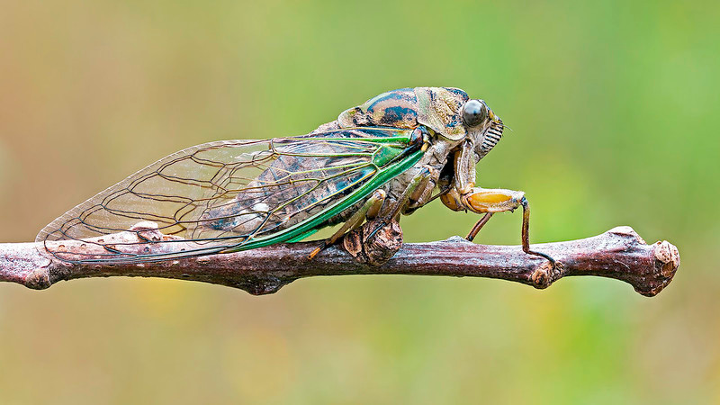annual cicadas blend into the vegetation, while periodical cicadas rely upon predator saturation to ensure enough will breed successfully each 13-year or 17-year cycle