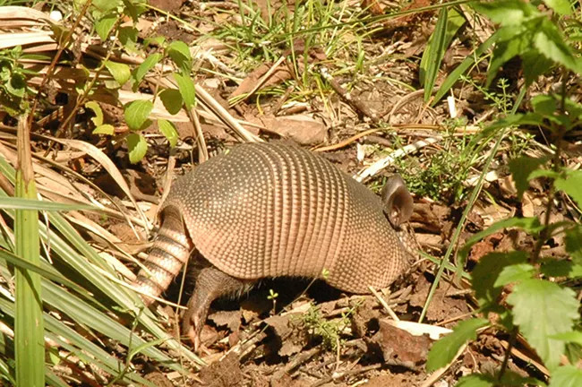 armadillos are diggers, and live in areas where the ground is not frozen for long periods of time