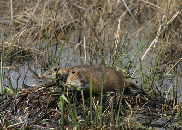 nutria have escaped from commercial fur farms and are a threat to Virginia's marshes