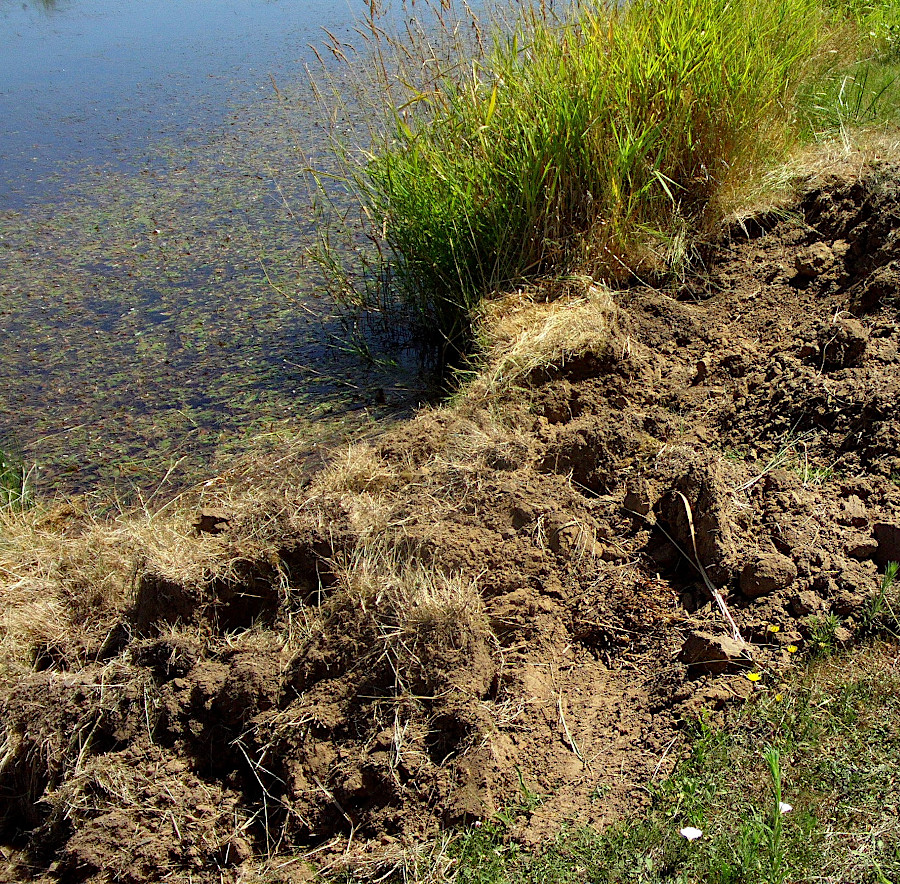 nutria eat so many roots that they trigger erosion which converts marshes into open water habitat
