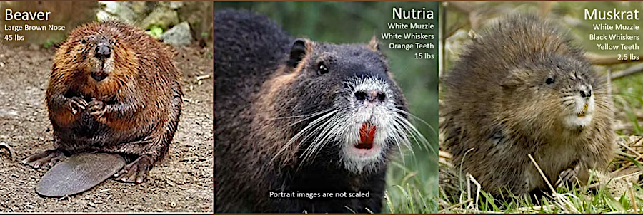 orange teeth are a clue to identifying nutria vs. beaver or muskrat