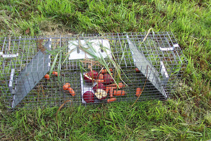 traps are baited with carrots and apples to capture nutria and prevent their spread north of the Chickahominy River