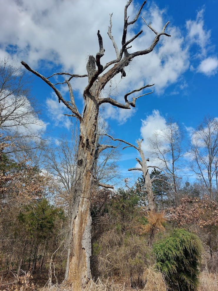 dead trees provide essential food and habitat while still standing and branches gradually fall off