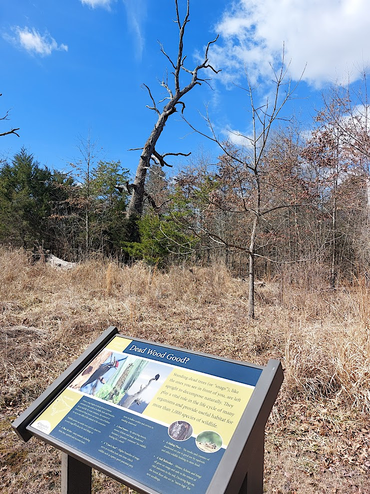 dead oak snags can last for decades, providing habitat and food for a variety of insects and birds