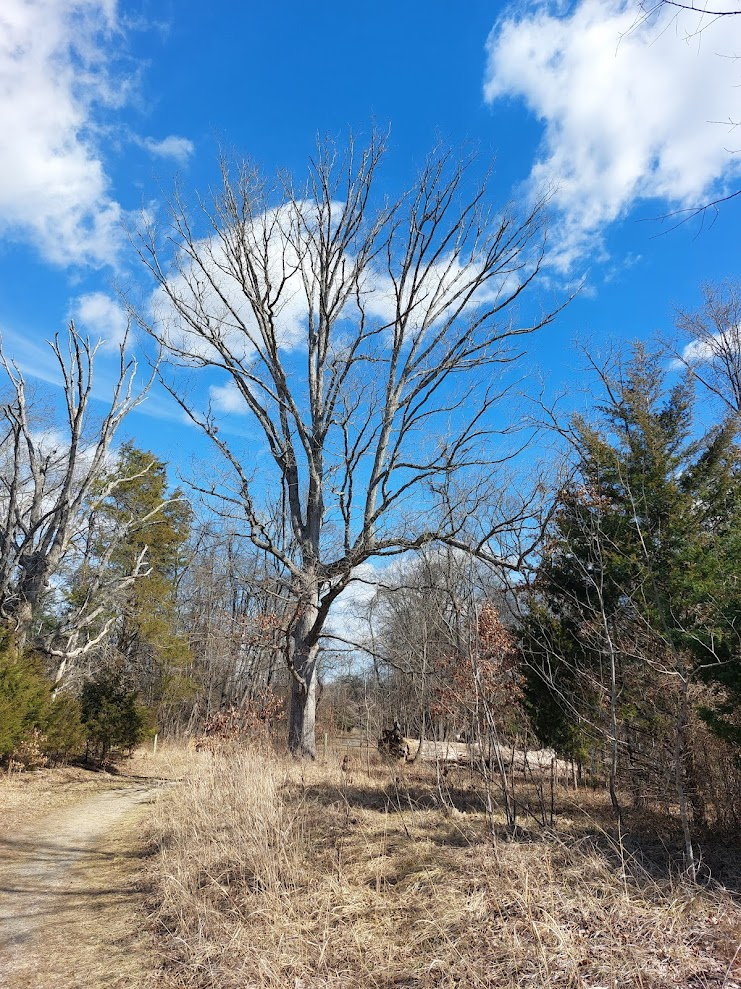 in an open field, oaks will spread branches wide to capture sunlight
