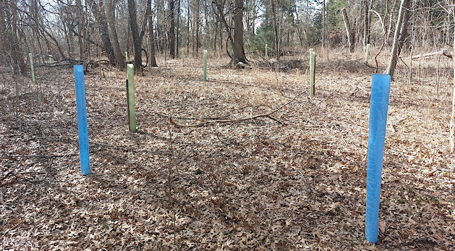 replanting an oak forest in an area overgrazed by deer requires protective tree tubes