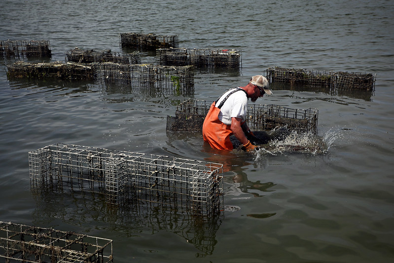 oyster farms grow their crop in cages suspended in the water, rather than scatter oysters on reefs