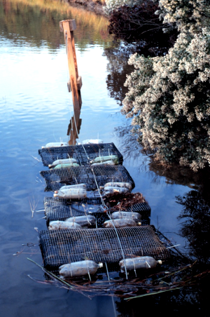 aquaculture - growing oysters in floats, Taskinas Creek (Chesapeake Bay Virginia National Estuarine Research Reserve)