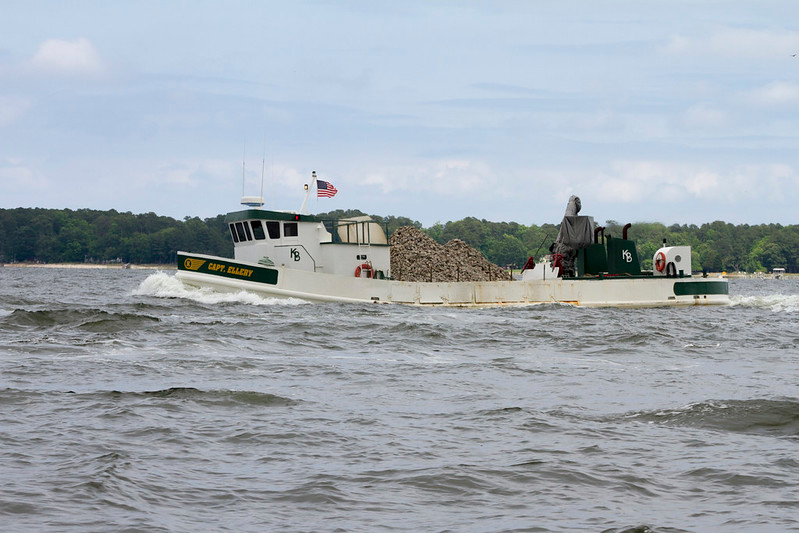 the Piankatank River oyster reef was started with ground-up concrete