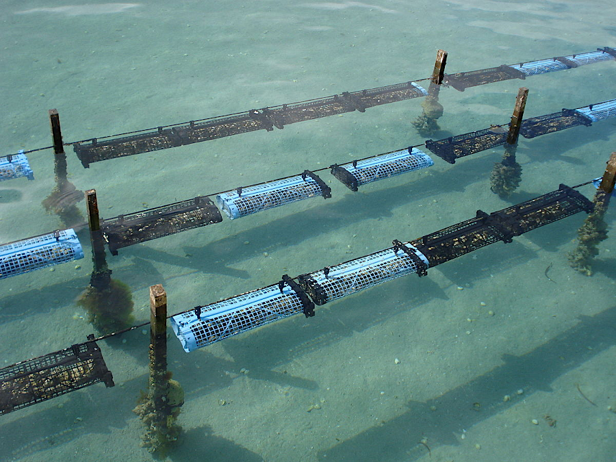 plastic microfiber/microbead pollution does not appears to limit oyster growth, and plastic baskets can be useful cages