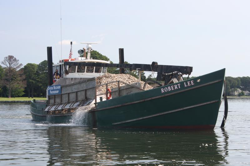 restoring oyster reefs requires hauling shells to plant spat