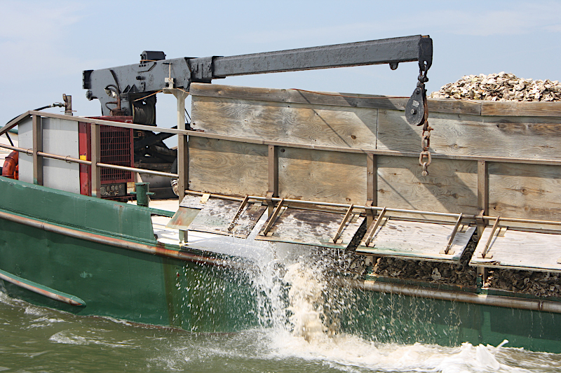 restoring oyster reefs requires hauling shells to plant spat