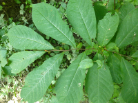 pawpaw tree