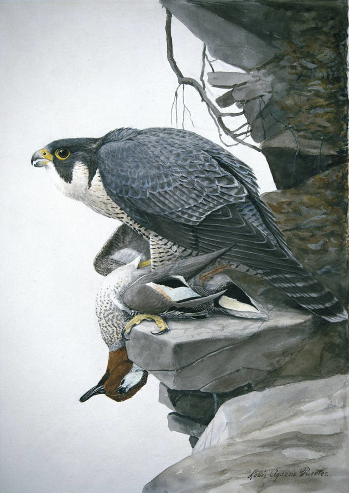 falcons are predators who dive at fast speeds to kill other birds