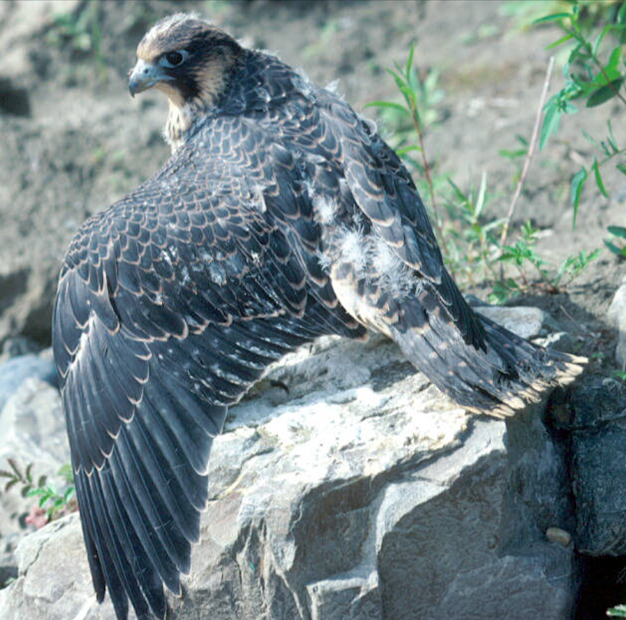 young peregrine falcon