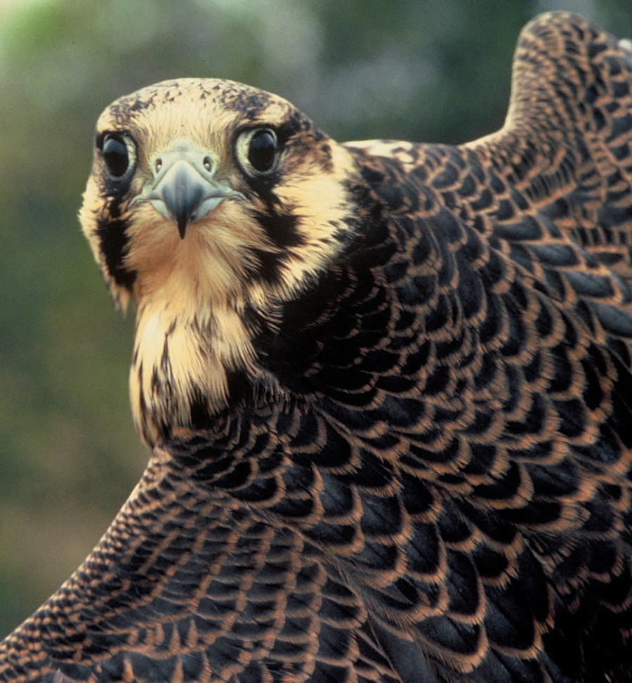 peregrine falcons have extraordinary vision to spot prey