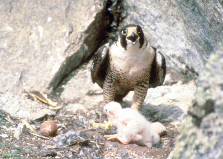 peregrine falcons scrape nests into gravel on cliffs and raise juveniles in mountainous areas
