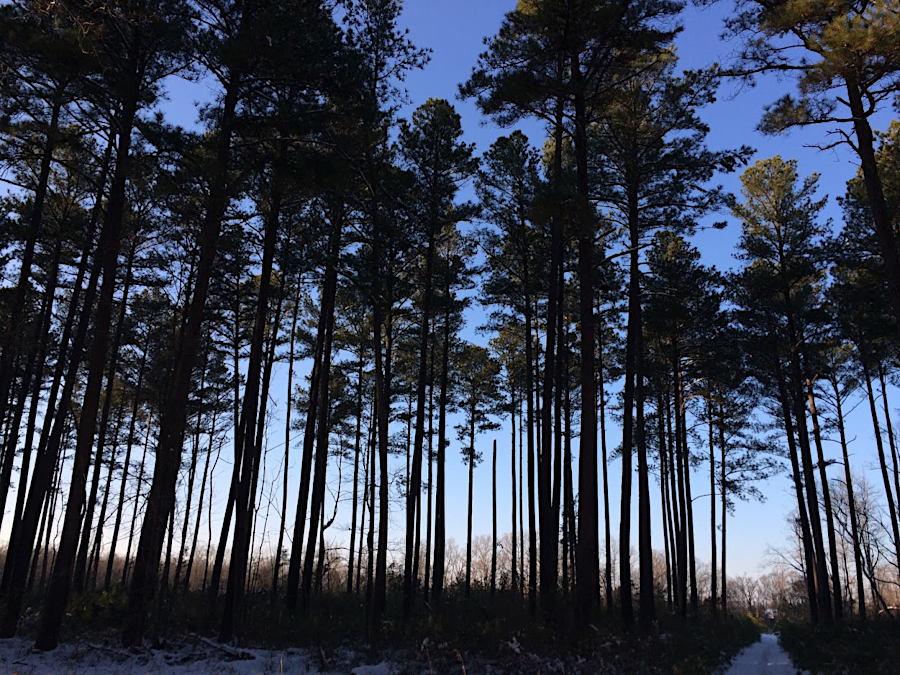 loblolly pines at Conway Robinson State Forest are evergreens, with needles shed after a few years