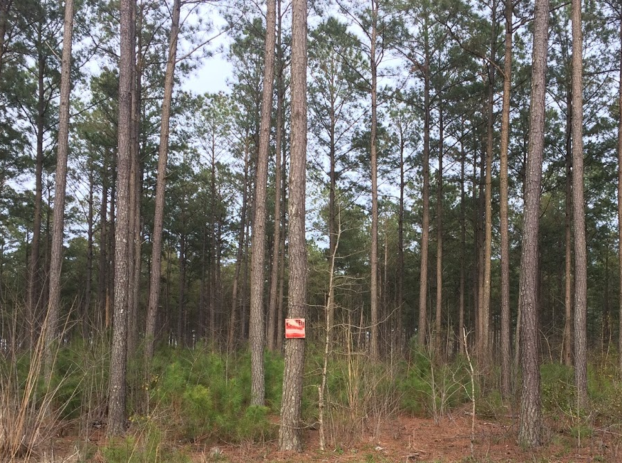pine plantation in King William County
