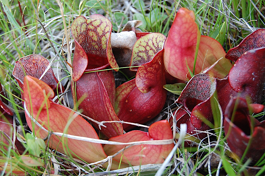 leaves shaped like a pitcher trap insects and