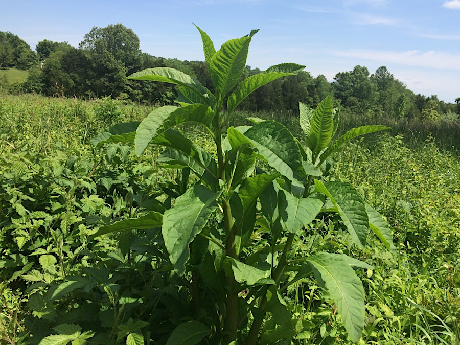 pokeweed is an early successional species
