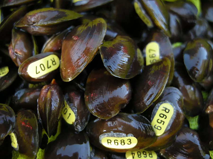 survival of endangered purple bean mussels (Villosa perpurpurea) is tracked by tagging individual mussels