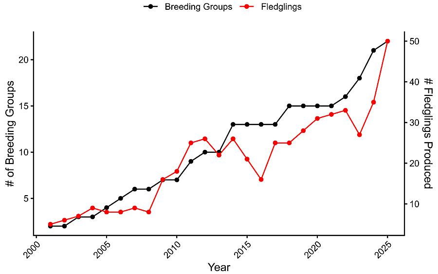 the number of red-cockaded fledglings increased 50% in 2025